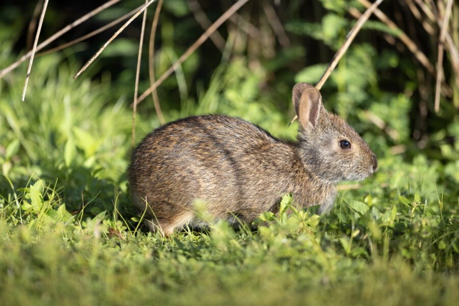 Marsh Rabbit Eating Grass In Morning Sun