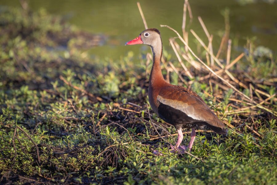 Black Bellied Whistling Duck Standing Alertly