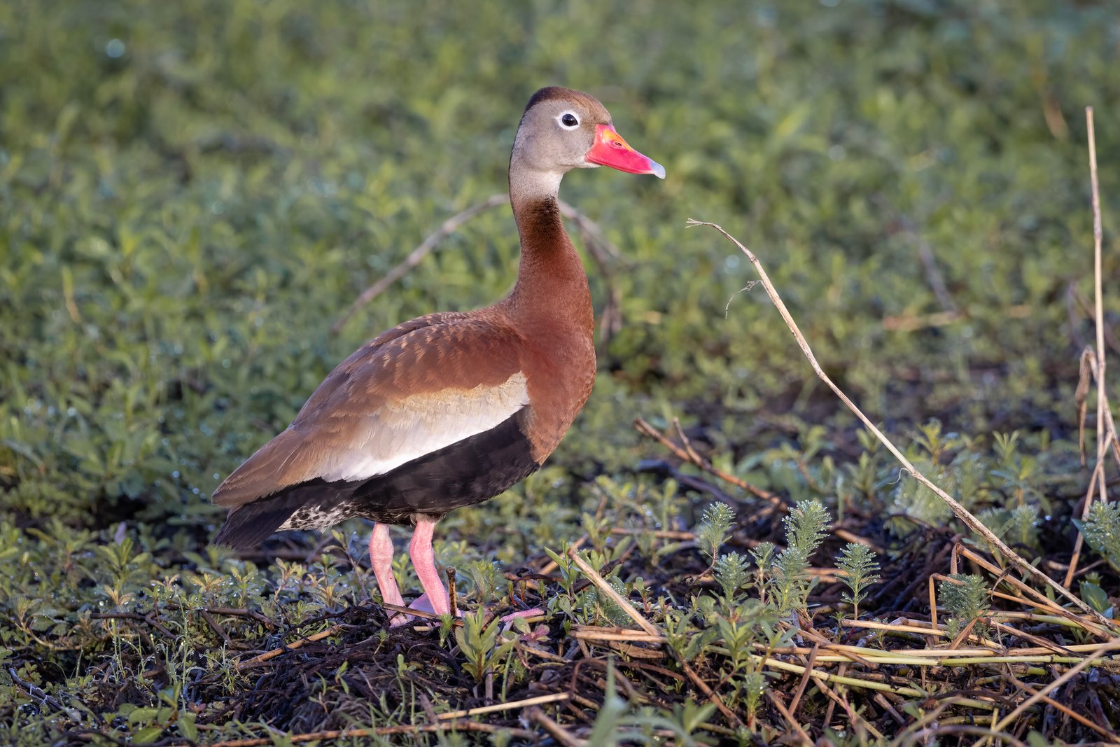 Black Bellied Whistling Duck Standing Watch