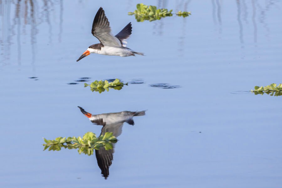 Black Skimmer Flying Along Water With Reflection