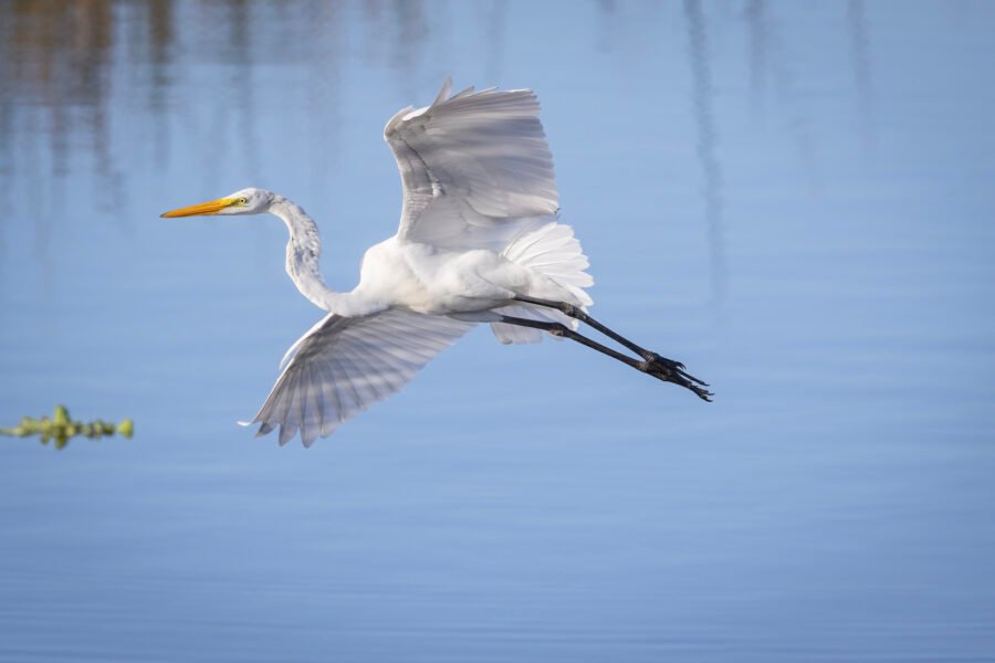 Great Egret Banking In For Landing
