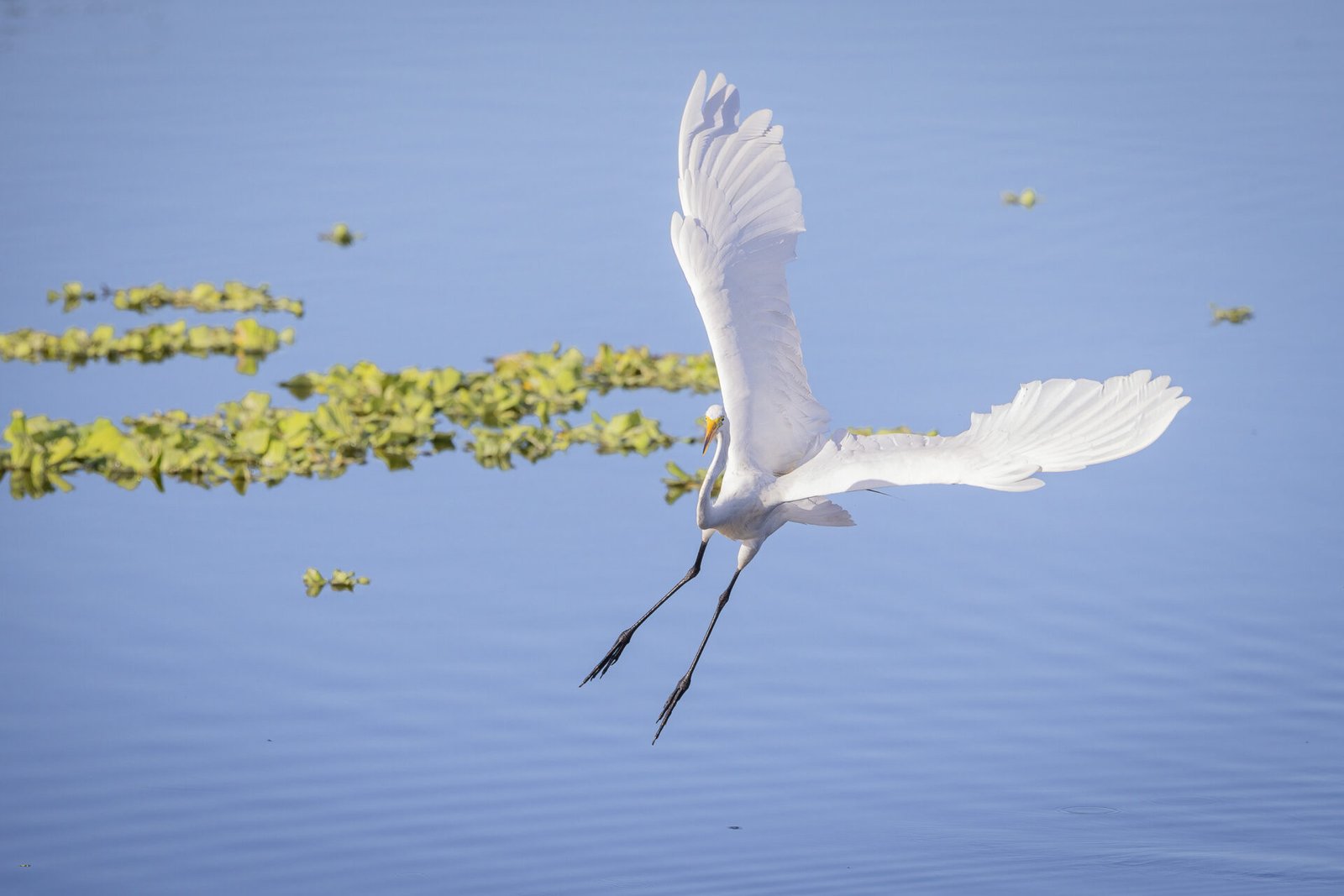 Great Egret Coming In For Landing