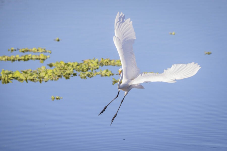 Great Egret Coming In For Landing