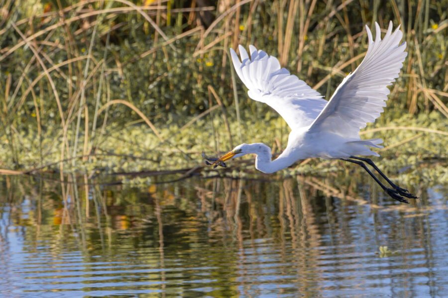 Great Egret Flying By With Fish