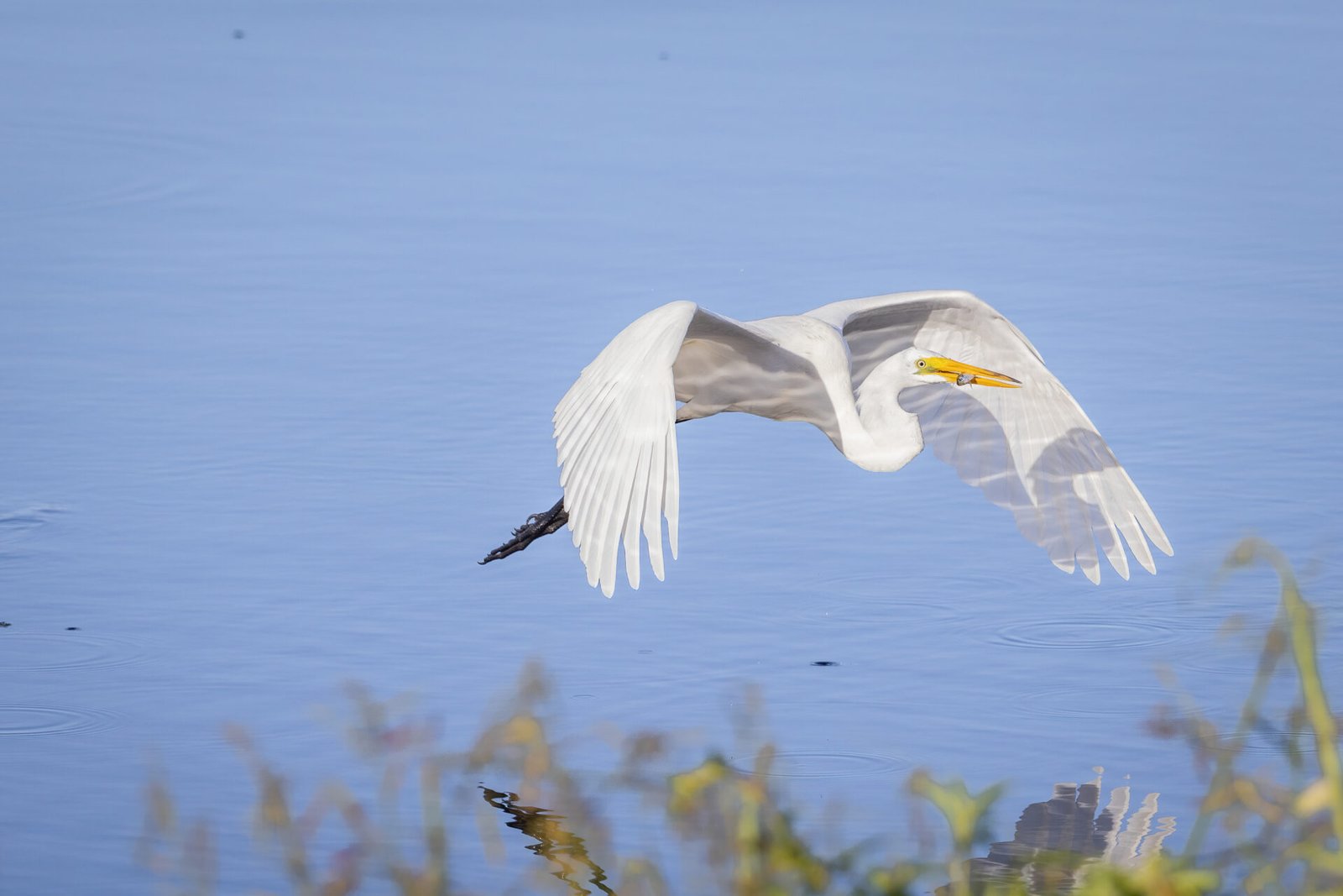 Great Egret Returning With Small Fish