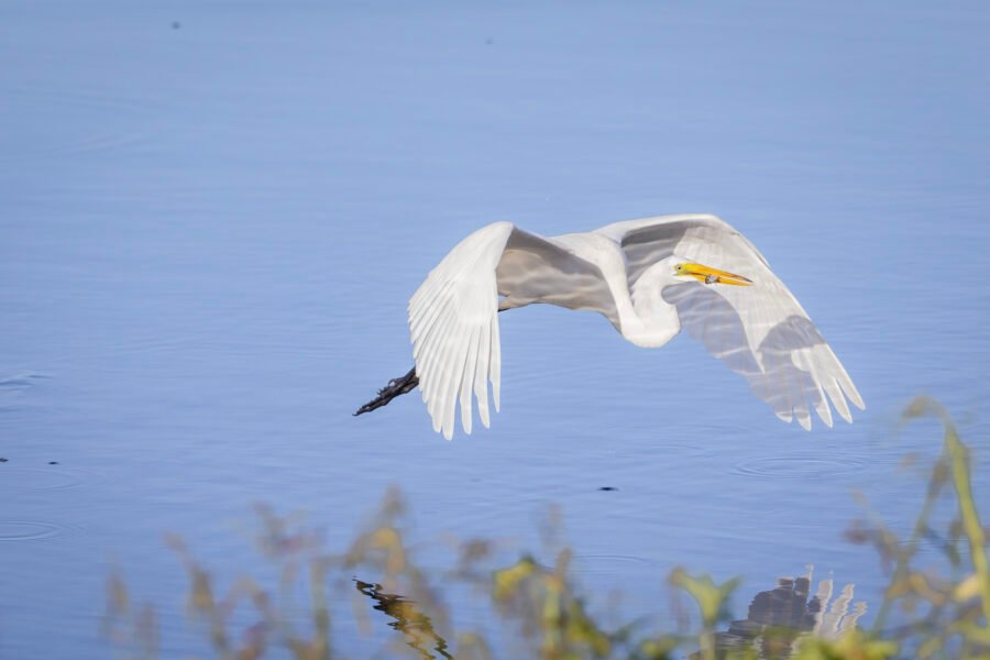 Great Egret Returning With Small Fish