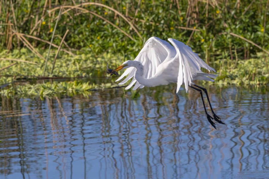 Great Egret Taking Off With Fish