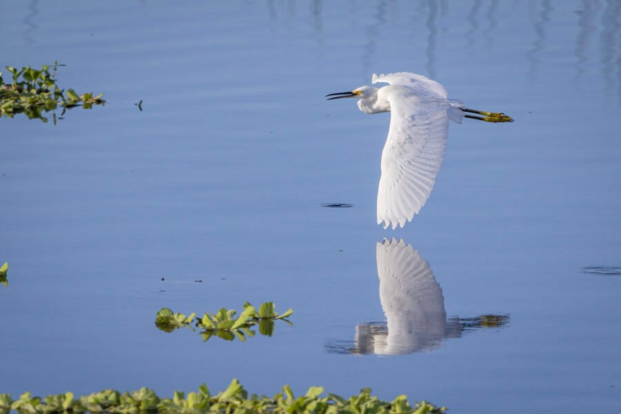 Snowy Egret Flying By With Reflection