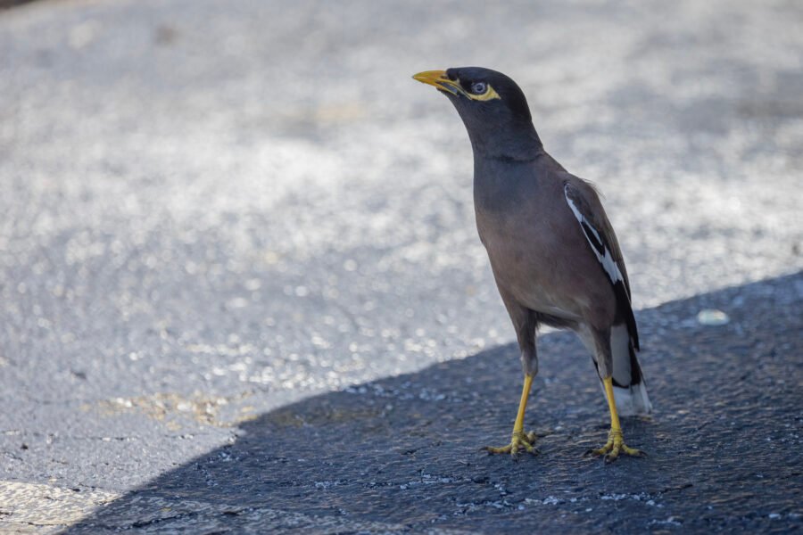 Common Myna In Parking Lot