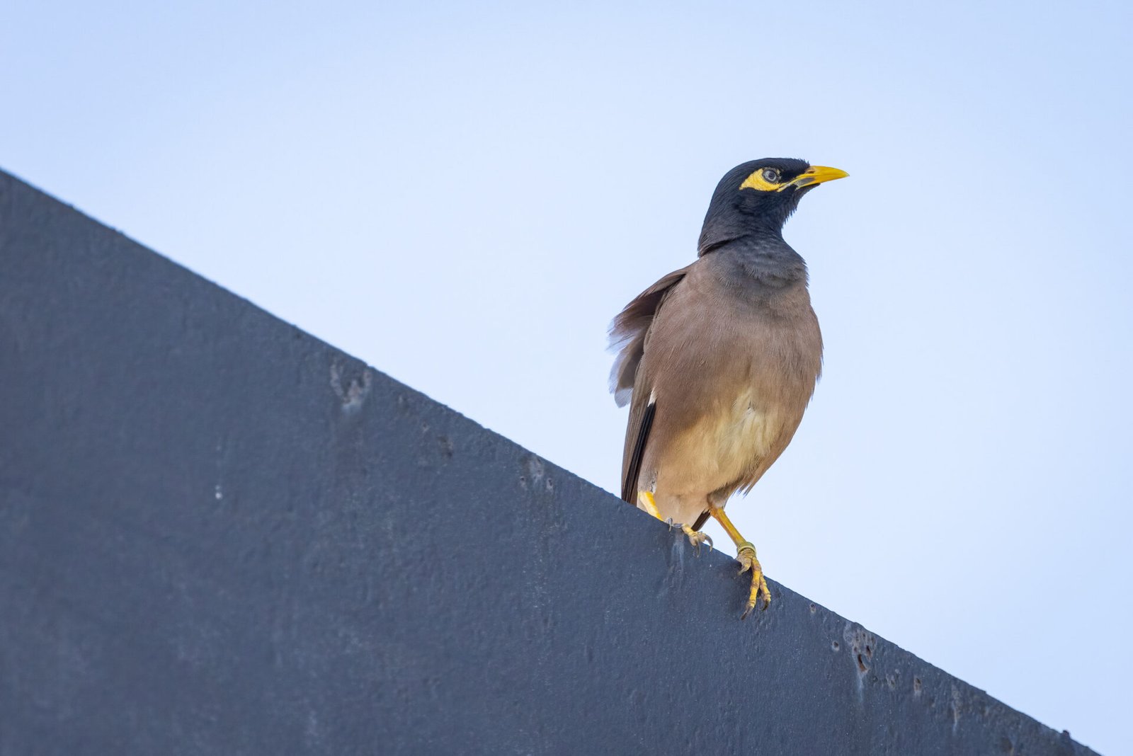 Common Myna Perched On Beam