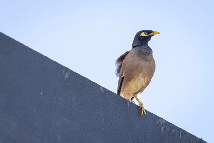 Common Myna Perched On Beam