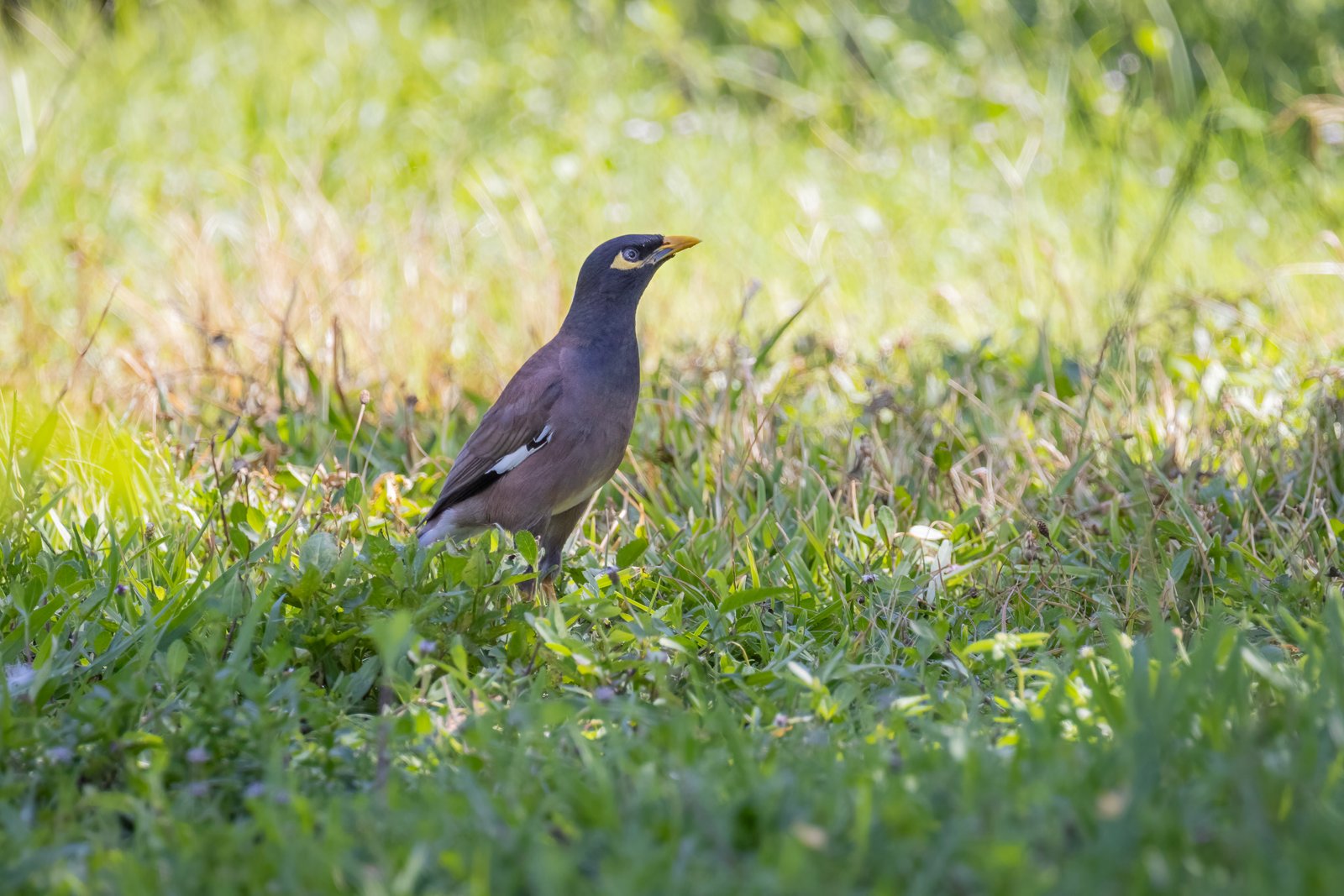 Common Myna Searching Through Grass