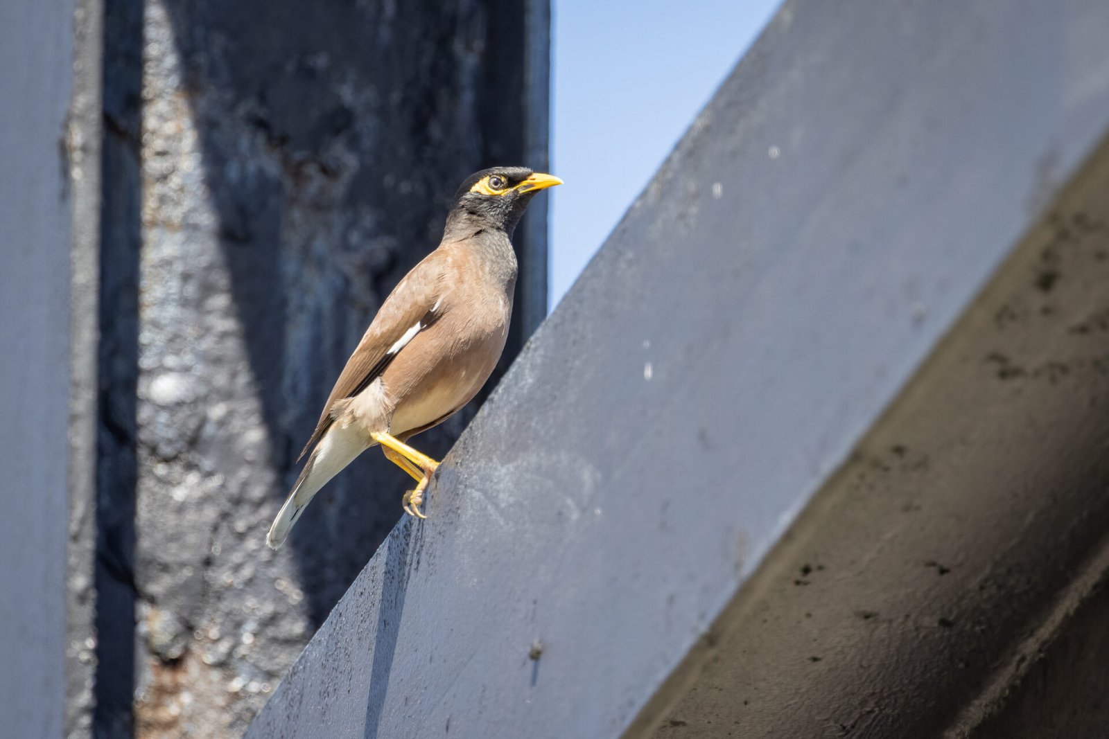 Common Myna Sitting On Sign