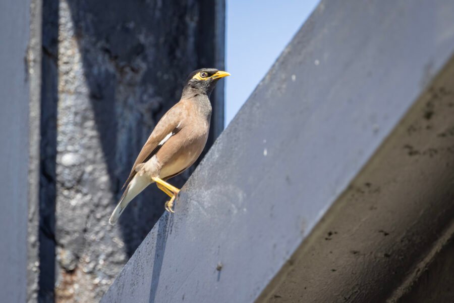 Common Myna Sitting On Sign