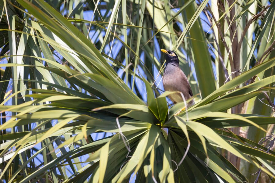 Common Myna Perched In Palm Tree