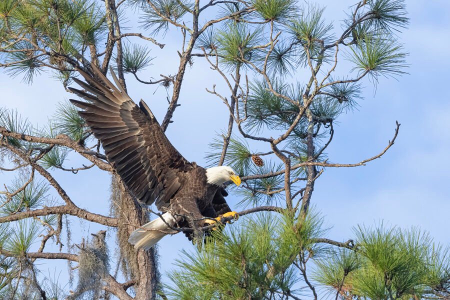 Bald Eagle Landing On Branch Near Nest