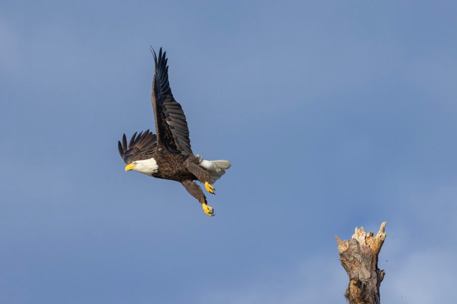 Bald Eagle Launching From Dead Pine