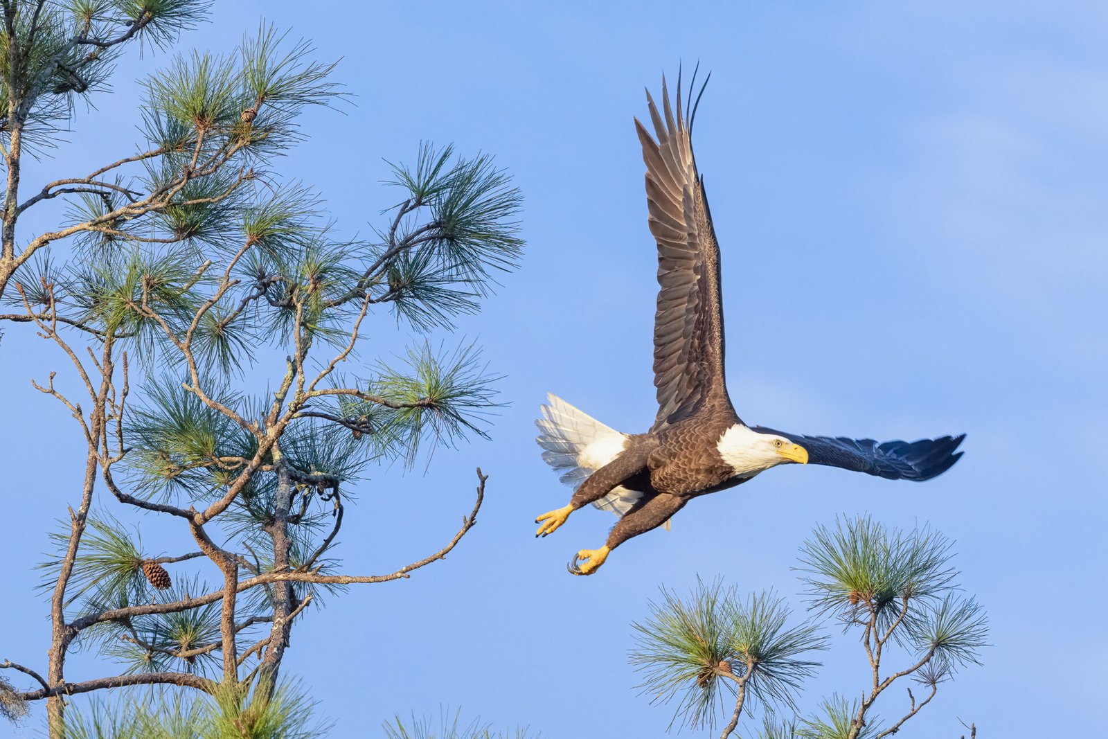 Bald Eagle Launching From Pine Tree Near Nest
