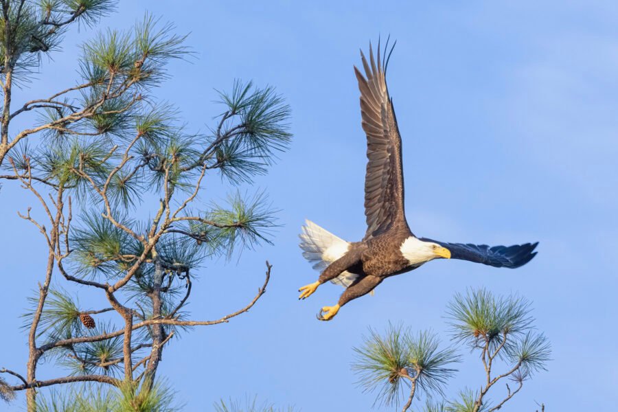 Bald Eagle Launching From Pine Tree Near Nest