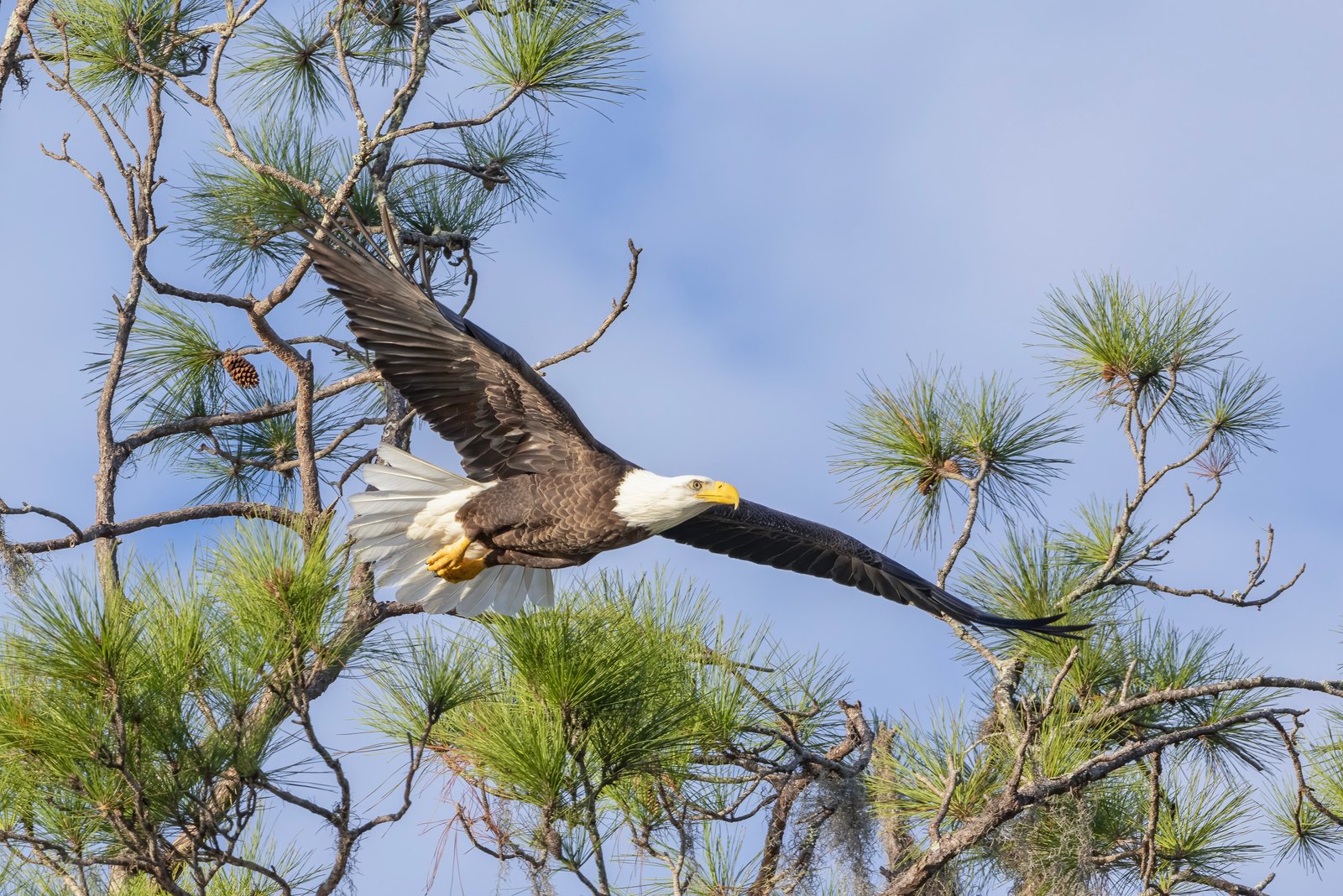 Bald Eagle Leaving Nest For Repair Materials