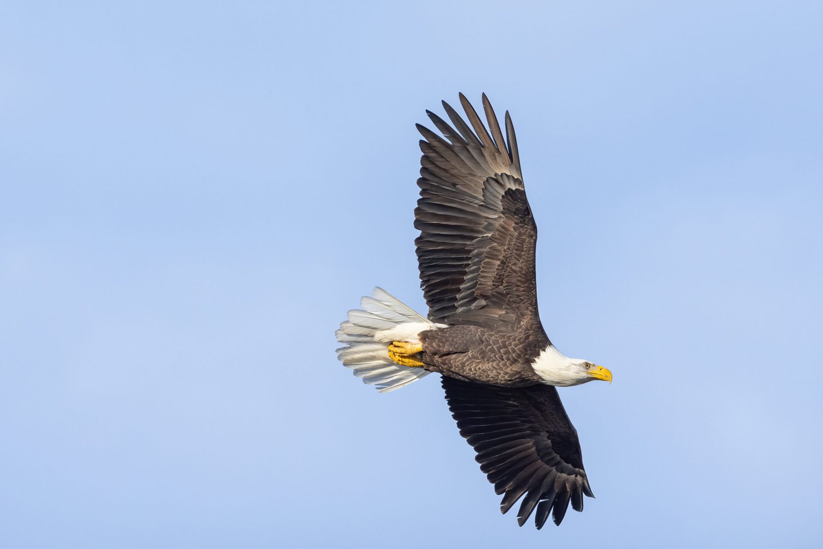 Bald Eagle Out For Morning Flight
