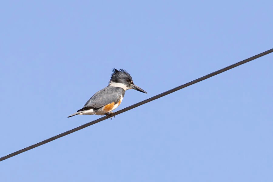 Belted Kingfisher Female Perched On Wire