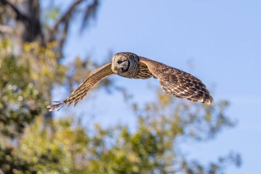 Barred Owl Flying By To Left