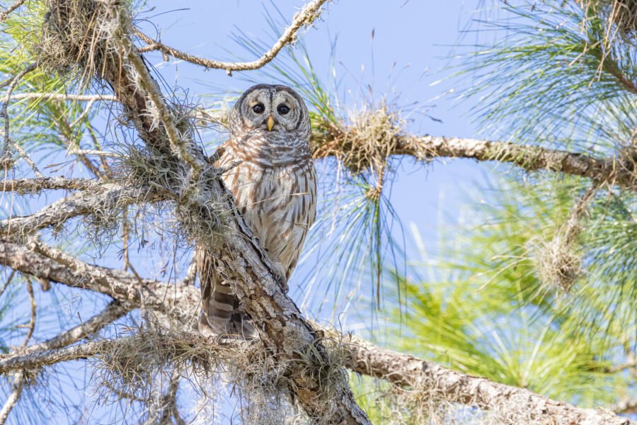 Barred Owl Perched In Pine Tree