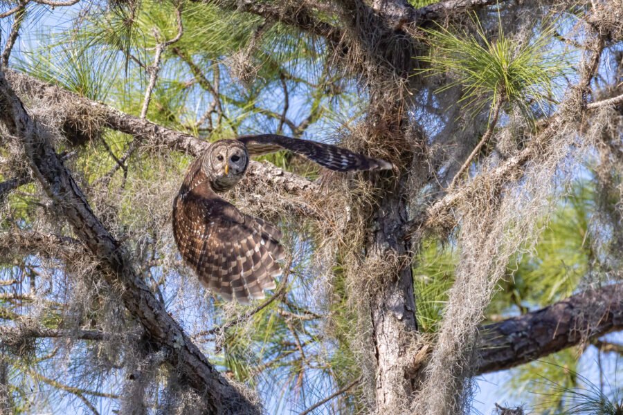 Barred Owl Taking Off From Pine Tree