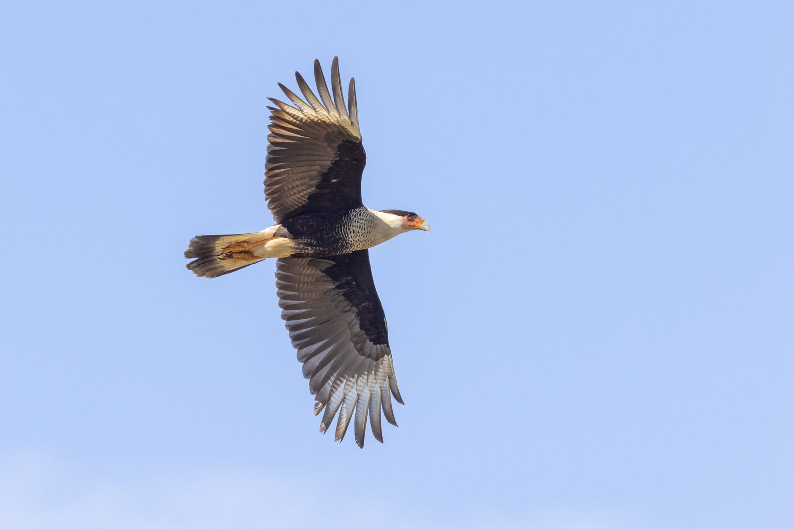 Crested Caracara Flying To Right