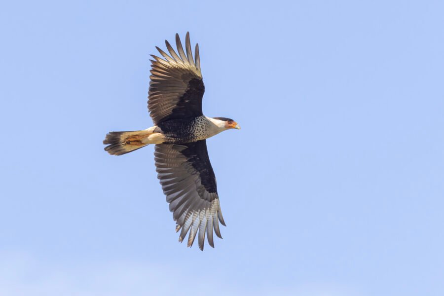 Crested Caracara Flying To Right