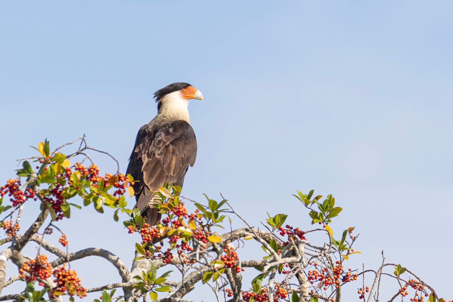 Crested Caracara Sitting Atop Pepper Tree