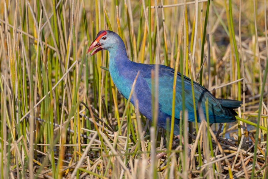 Grey Headed Swamphen In Reeds In Morning Sun