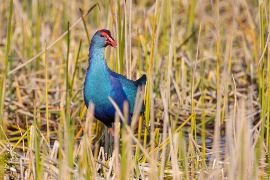 Grey Headed Swamphen In Short Reeds