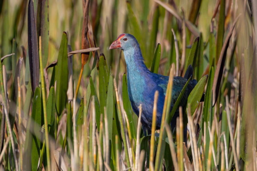 Grey Headed Swamphen Looking Out From Reeds