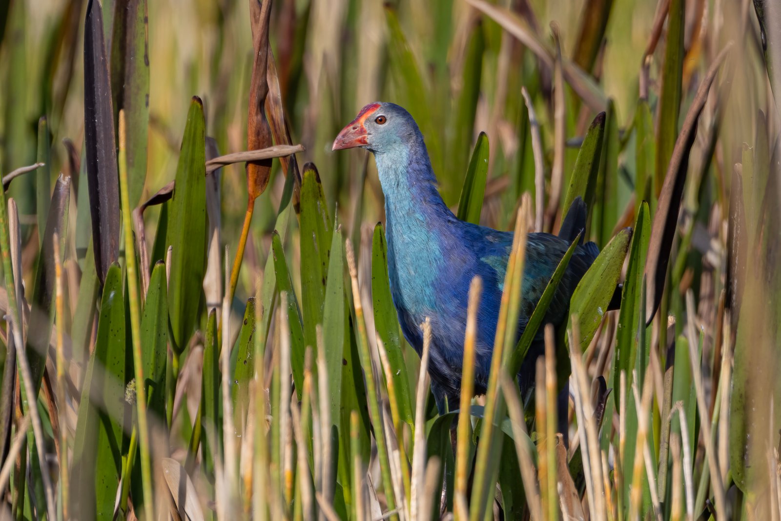 Grey Headed Swamphen Looking Out From Reeds