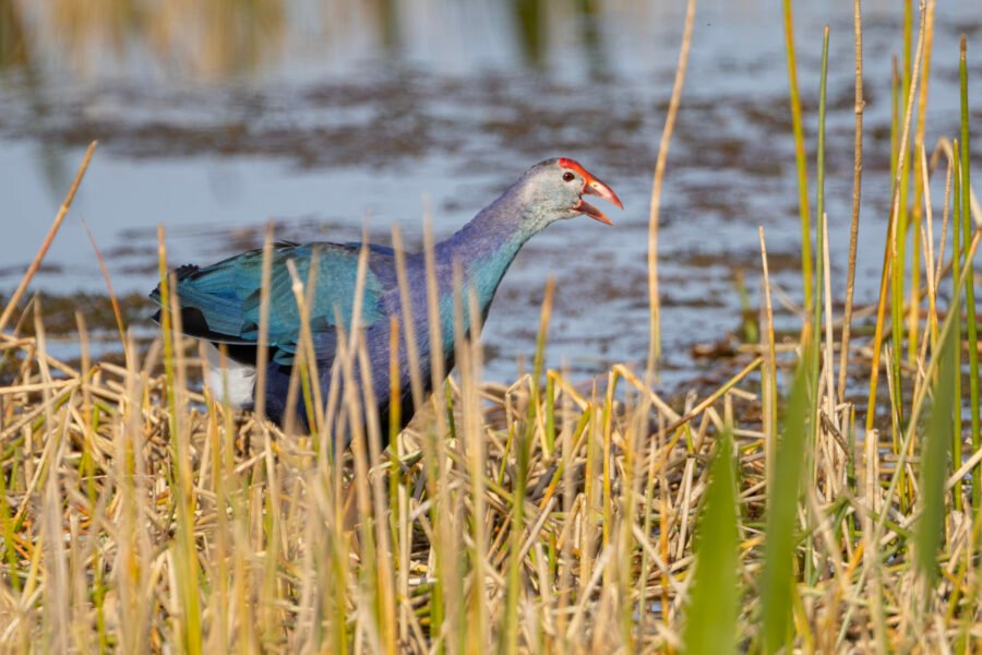 Grey Headed Swamphen Walking Right Calling To Others