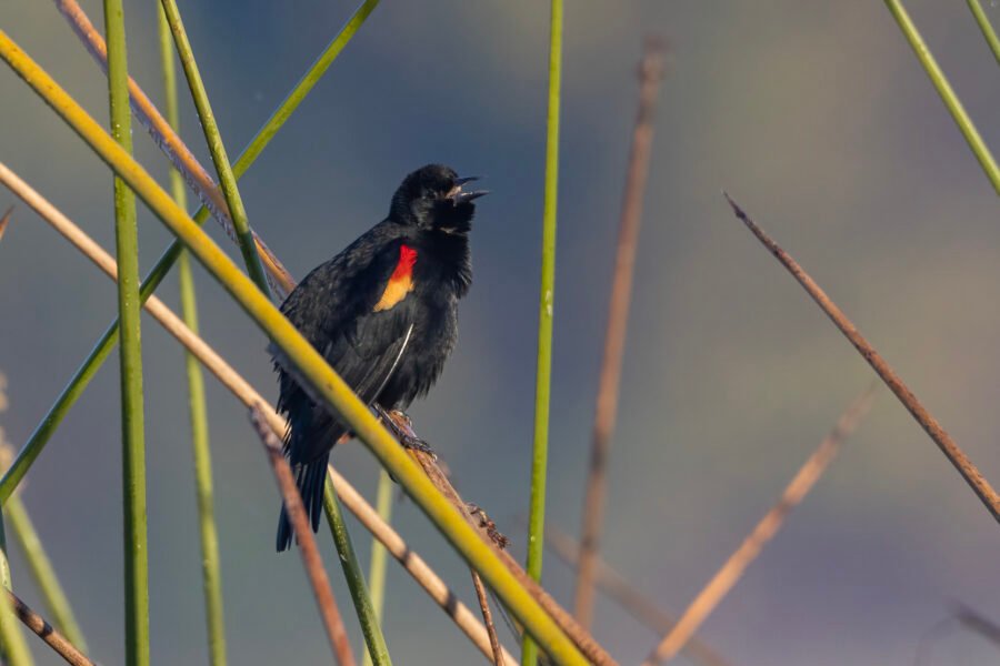 Red Winged Blackbird Singing In Reeds