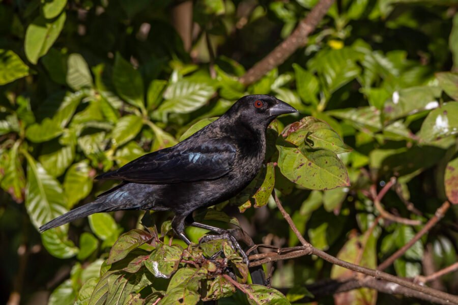 Bronzed Cowbird Perched On Branch