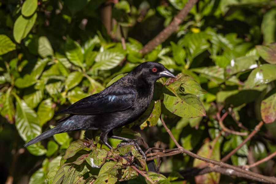 Bronzed Cowbird Resting In Shrub