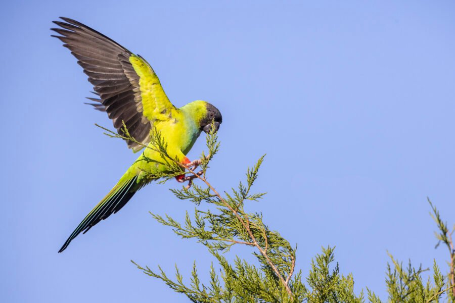 Nanday Parakeet Landing On Cedar Tree