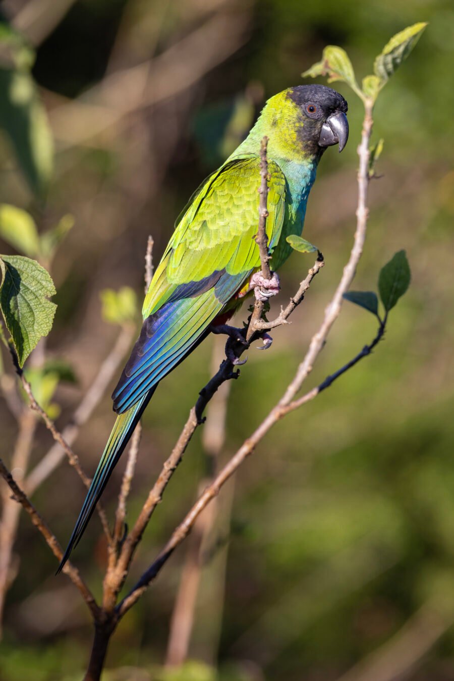 Nanday Parakeet Perched In Tree In Sun