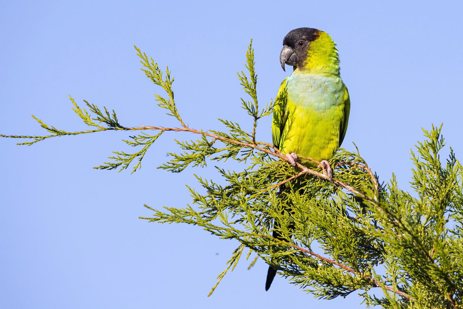 Nanday Parakeet Perched On Cedar Tree