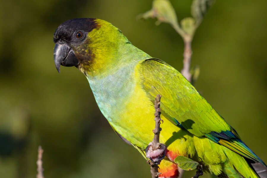 Nanday Parakeet Portrait On Branch