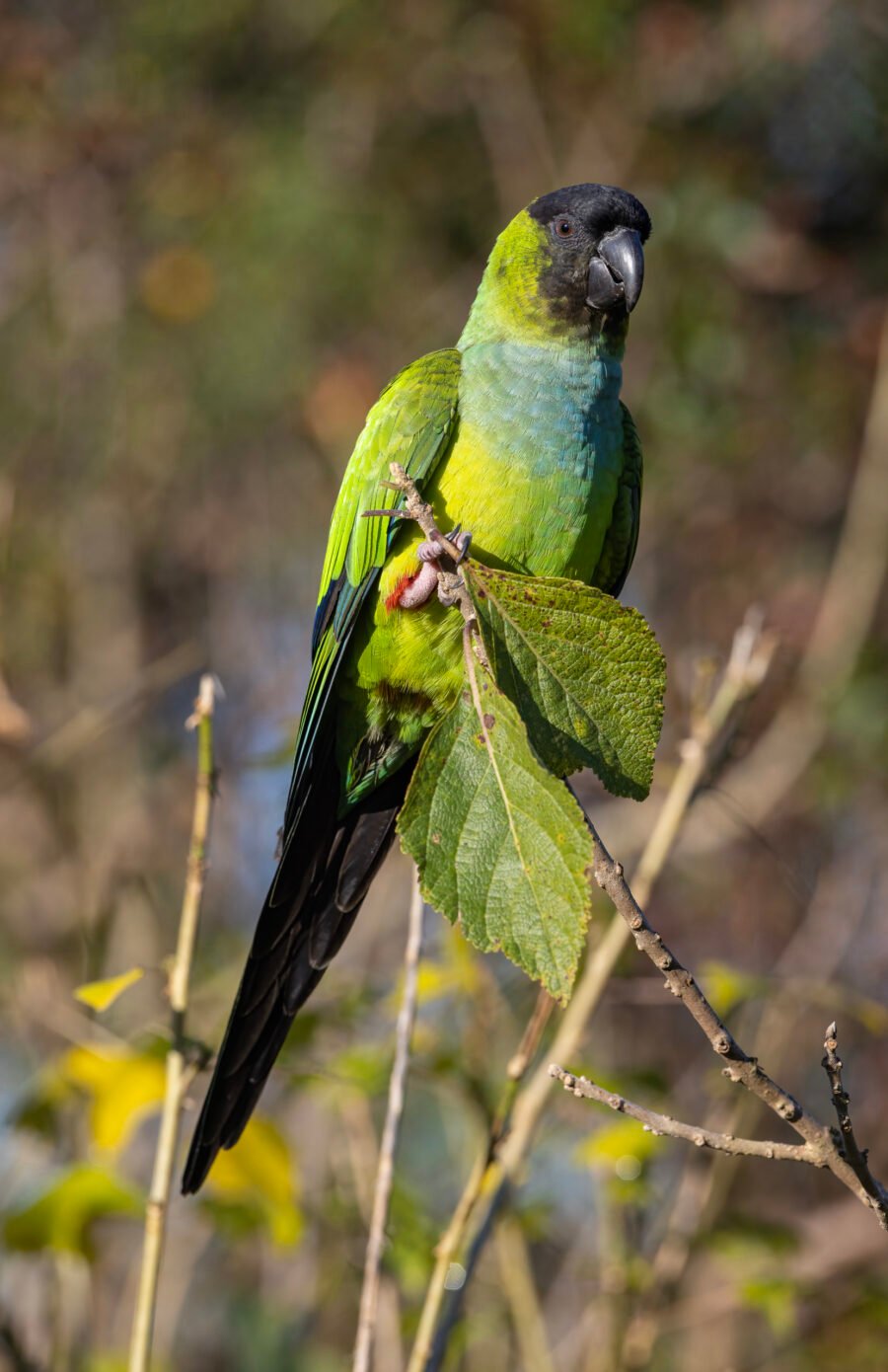 Nanday Parakeet Sitting In Sun