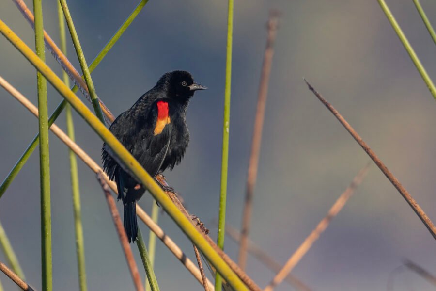 Red Winged Blackbird Perched In Reeds