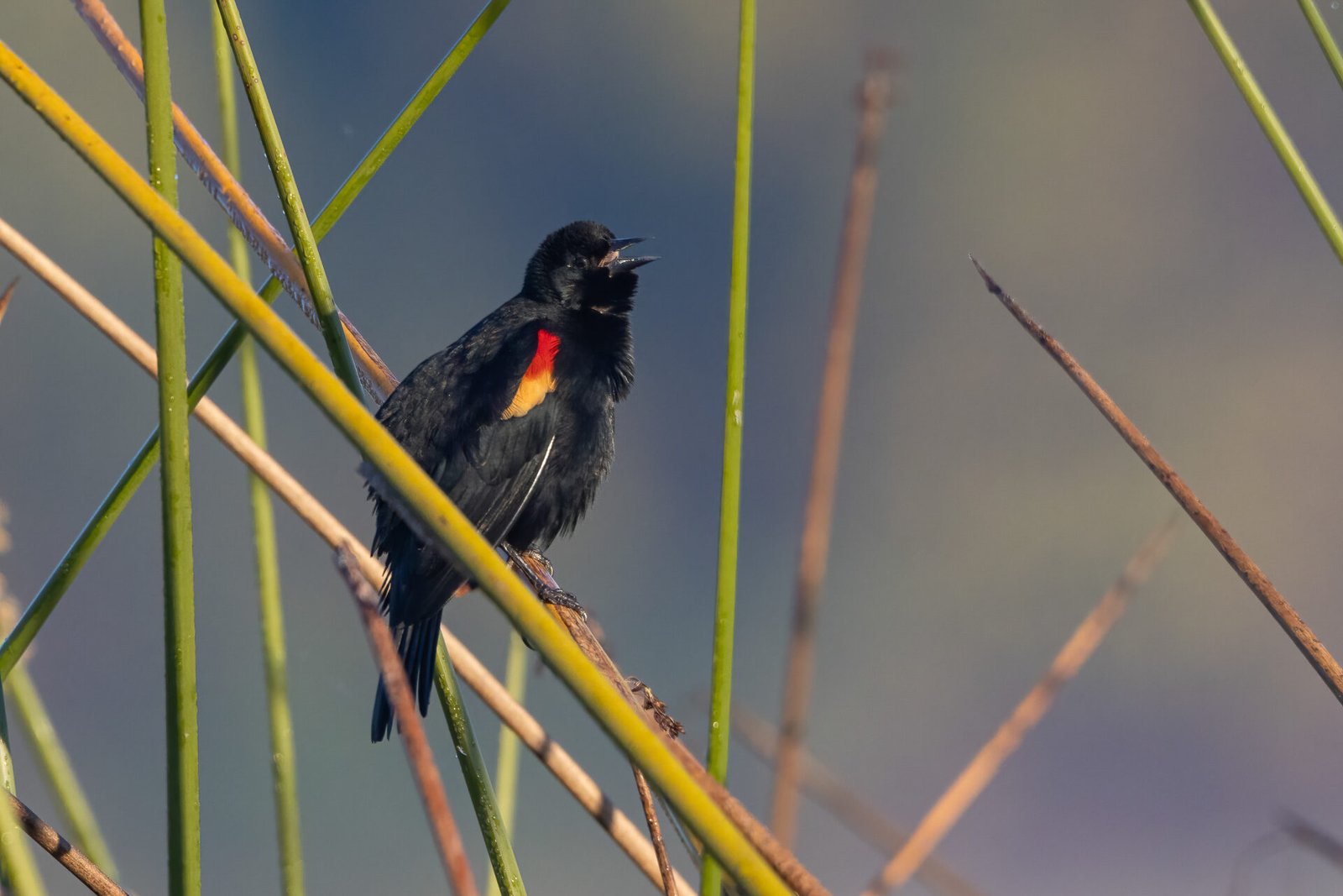 Red Winged Blackbird Singing In Reeds