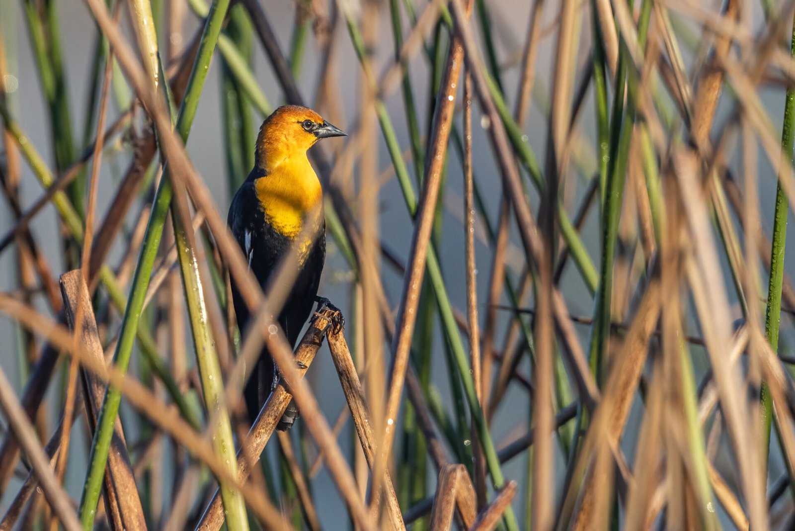Yellow Headed Blackbird Looking Out From Reeds
