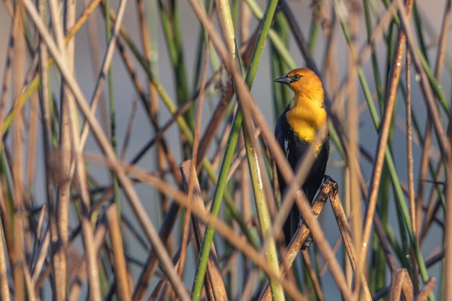 Yellow Headed Blackbird Perched In Reeds