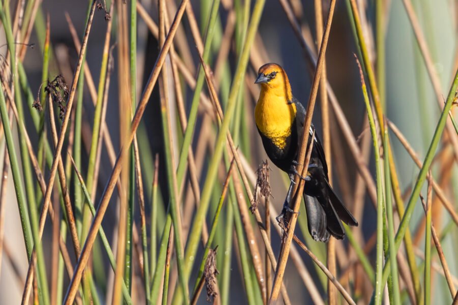 Yellow Headed Blackbird Sitting In Reeds In Morning Sun